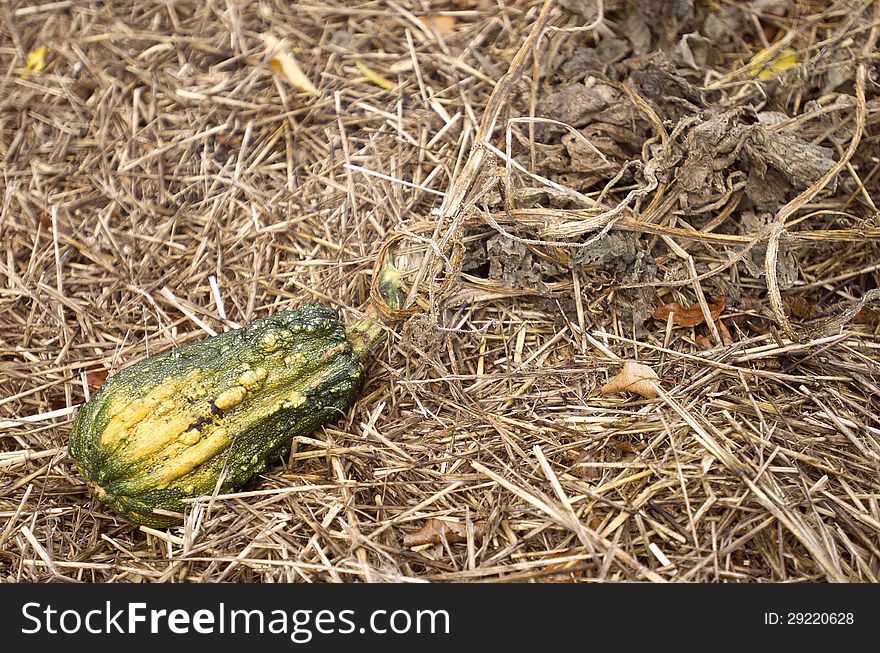 Gourds are one of the earliest crops to be domesticated by man, having been grown for at least 10,000 years as ornamentation or for making musical instruments and utensils. Normally they are inedible due to a lack of flesh or undesirable flavor