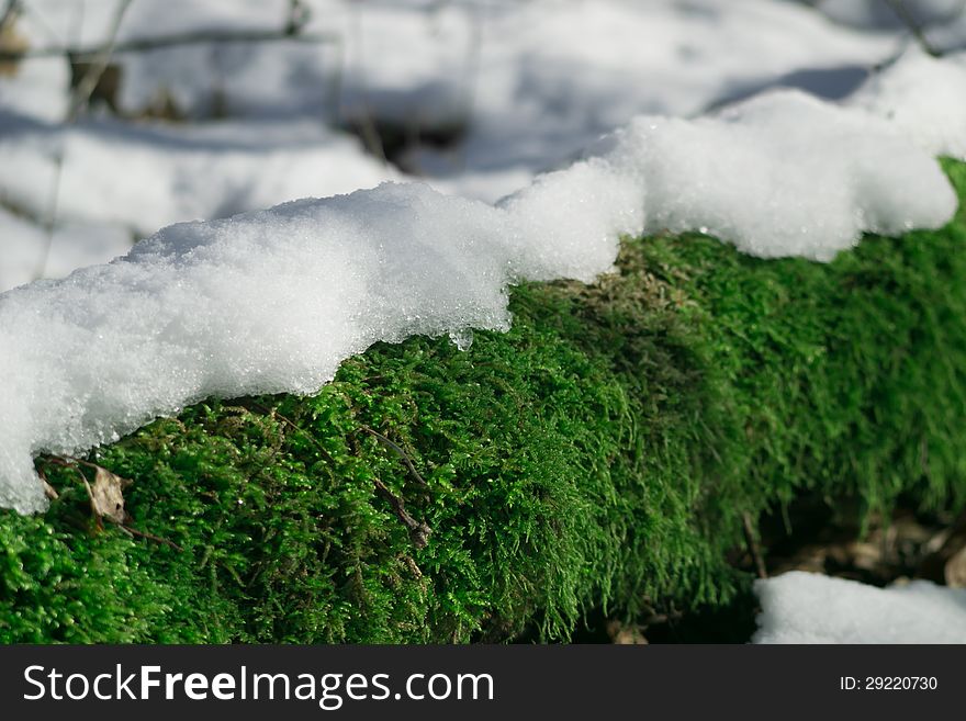 Snow and moss in the wood