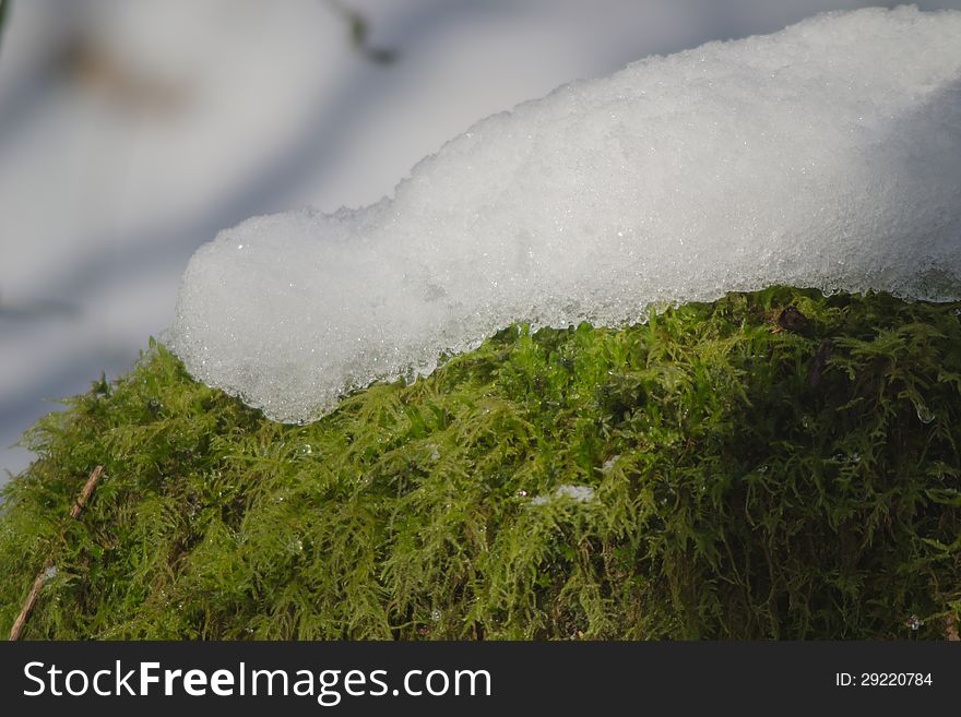 Snow and moss in the wood. Snow and moss in the wood