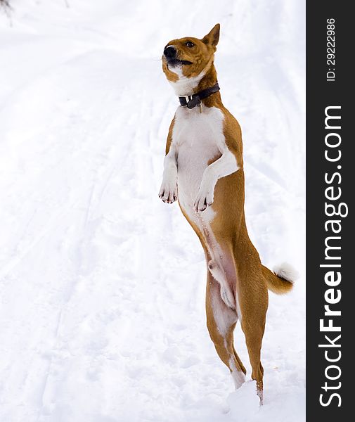 African dor basenji jumping on snow. African dor basenji jumping on snow