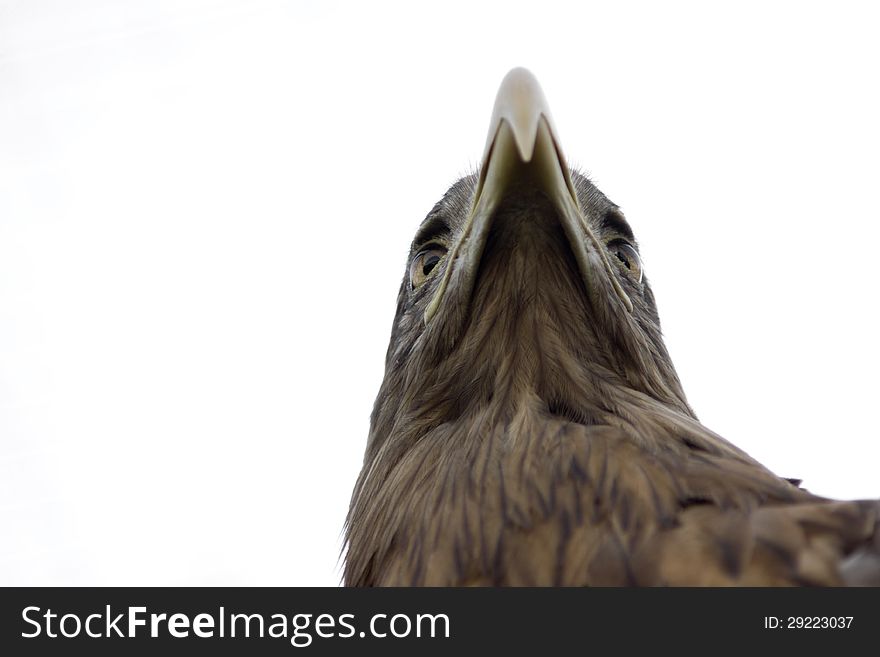Bottom-up view on sea eagle. Bottom-up view on sea eagle