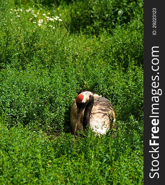 Red-crowned crane sitting on nest