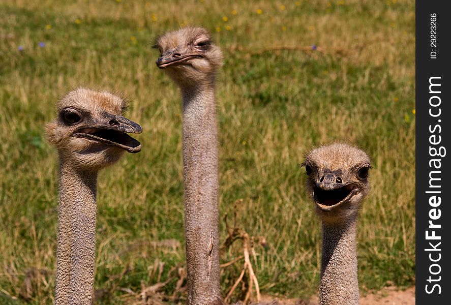 Three female ostriches on rest. Three female ostriches on rest