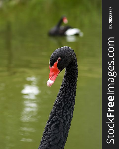 Pair of australian black swans on a pond