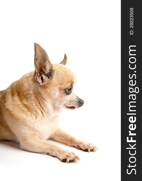 Cute Chihuahua Isolated on White Background