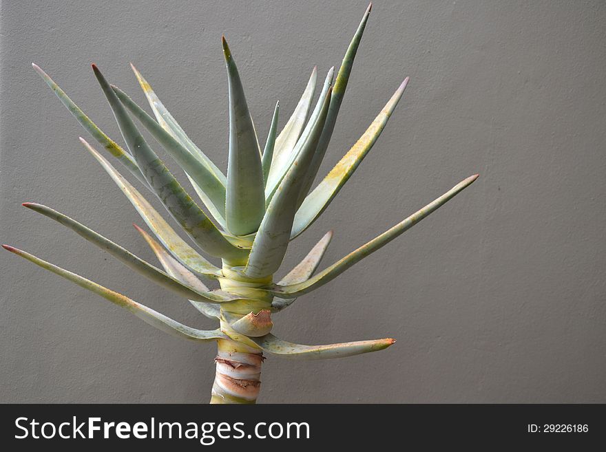 Aloe vera in front of gray background.