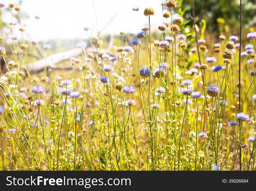 Sunny meadow with purple flowers in the foreground