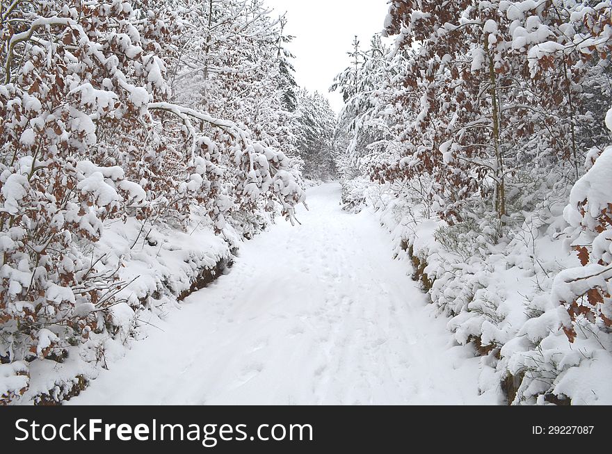 Forest Under Snow Cover