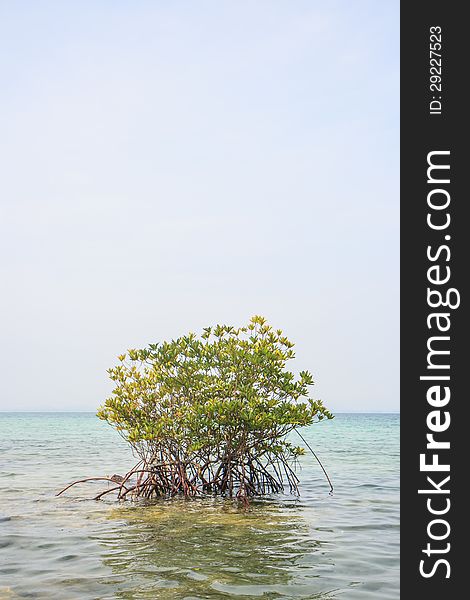 Mangrove in sea ,global warming