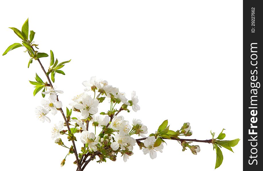 Cherry in blossom isolated on white.