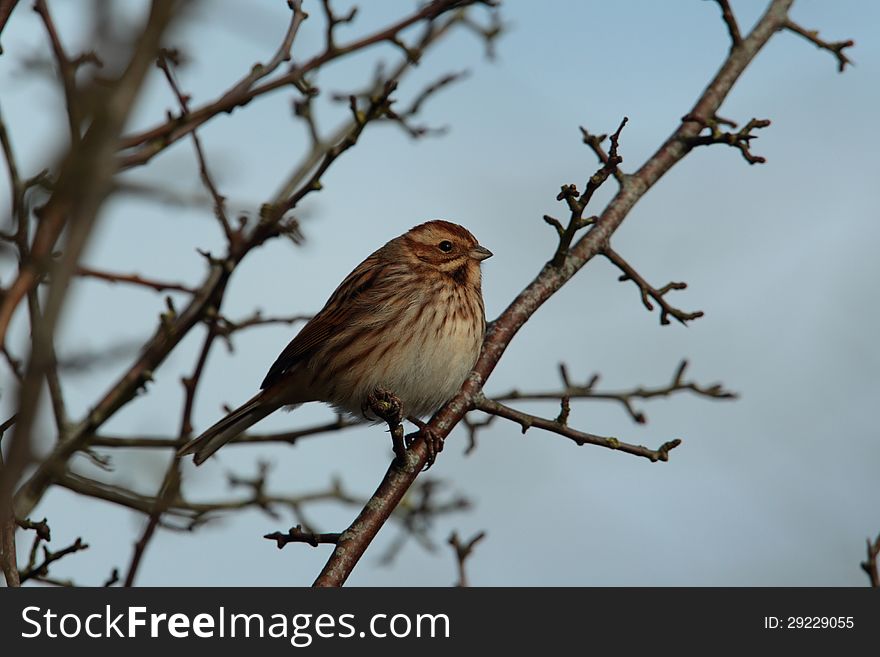 View of a reed bunting juv. in profile. View of a reed bunting juv. in profile.