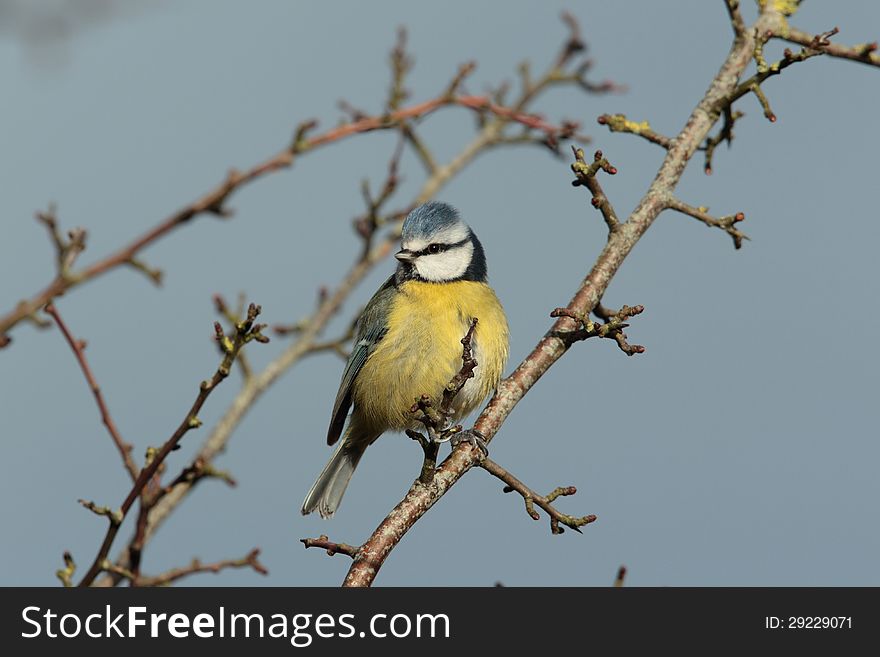 View of a bluetit perched on a twigagainst a blue sky. View of a bluetit perched on a twigagainst a blue sky.