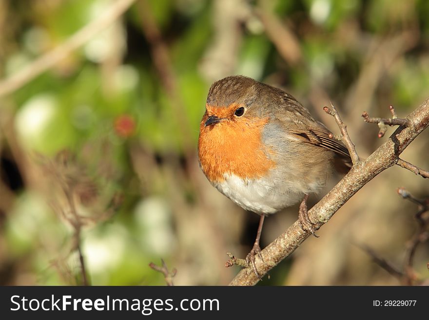 View of a robin perched on a twig against a green background. View of a robin perched on a twig against a green background.