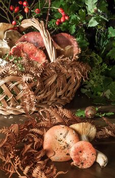 Basket With Mushrooms Royalty Free Stock Photo Basket With Mushrooms Royalty Free Stock Photo
