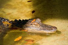 Alligator Lurking On The Shoreline Royalty Free Stock Image