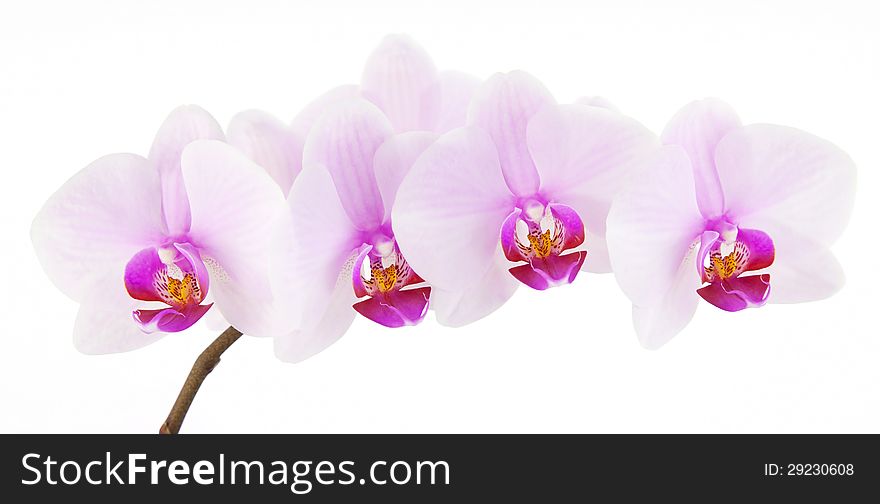 Background of pink tropical orchid