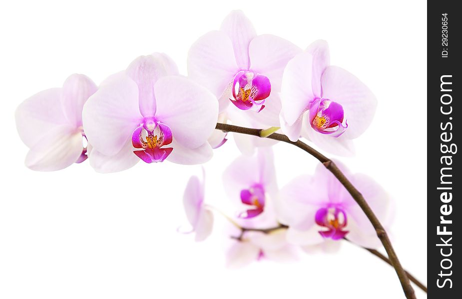 Background of pink tropical orchid