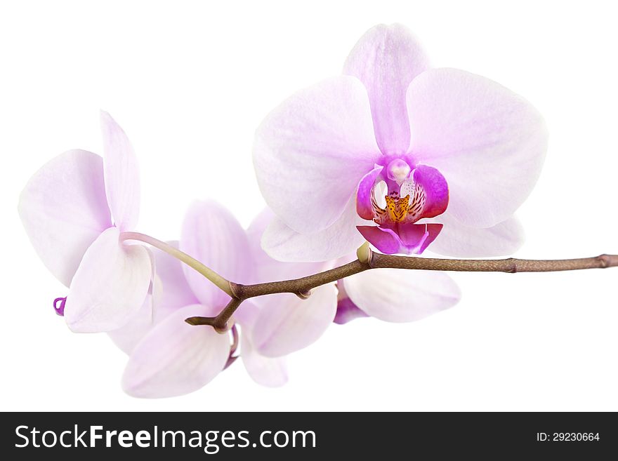 Background of pink tropical orchid