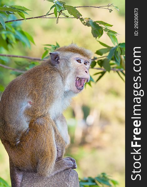 Angry monkey in the forest of Sri Lanka. Angry monkey in the forest of Sri Lanka