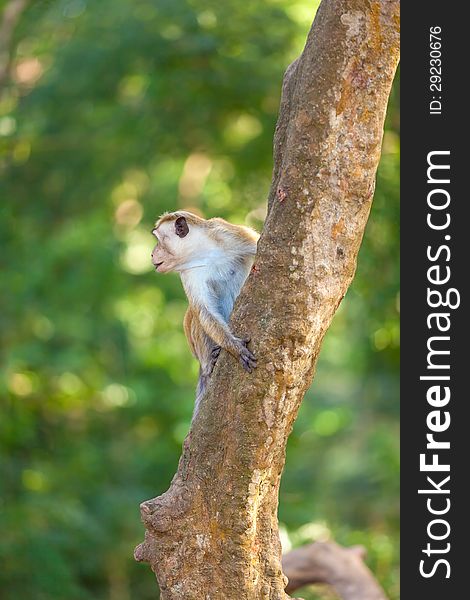 A monkey sitting on a tree in Yala National Park, Sri Lanka. A monkey sitting on a tree in Yala National Park, Sri Lanka