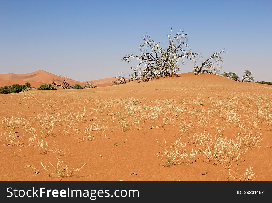 Sossusvlei sand dunes landscape in the Nanib desert near Sesriem