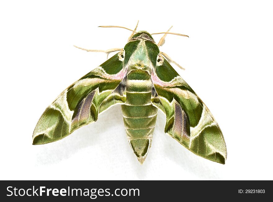 Oleander Hawk Moth &x28;Daphnis Nerii&x29;