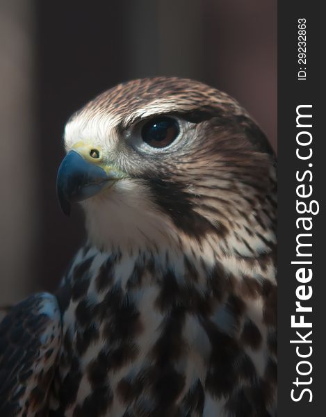 Saker falcon recovering from injury in the cage