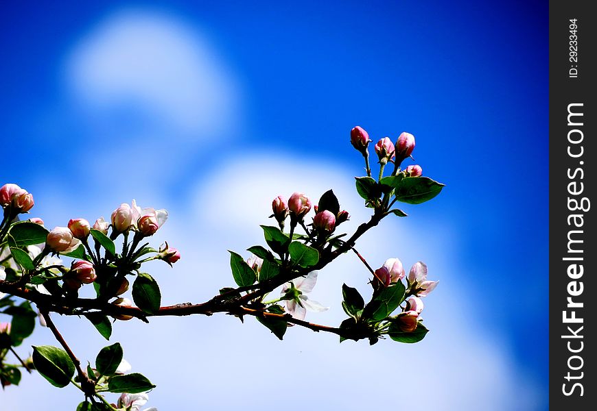 The branch of an apple-tree blossomed pink flowers. The branch of an apple-tree blossomed pink flowers