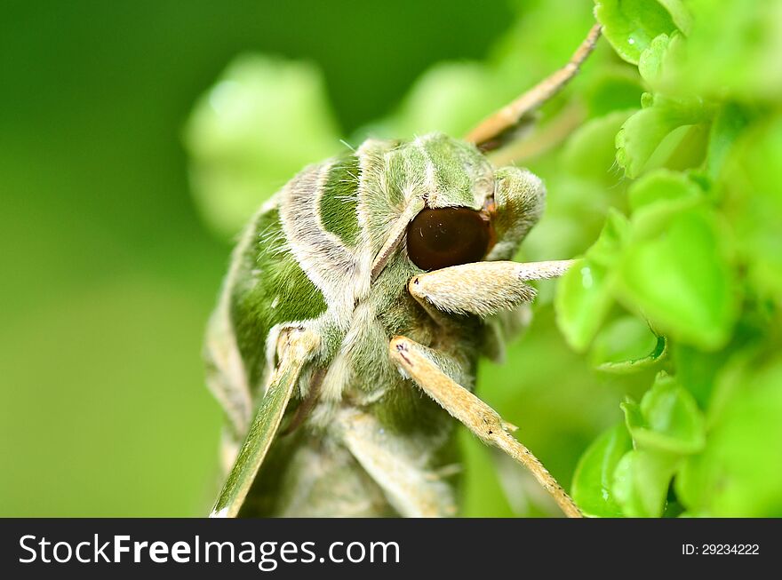 Oleander Hawk moth (Daphnis nerii) on green leaves. Oleander Hawk moth (Daphnis nerii) on green leaves