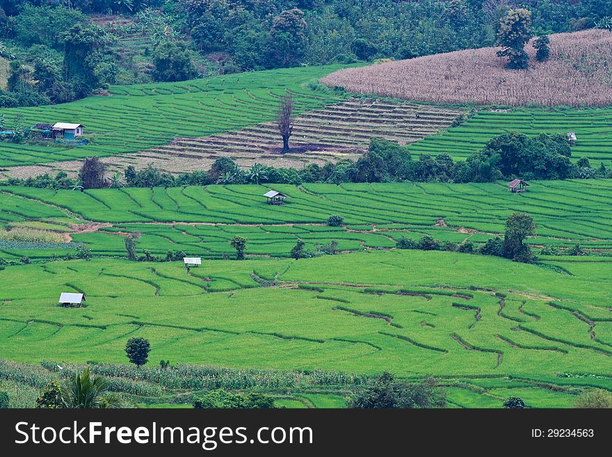 Terraced rice fields in northern Thailand