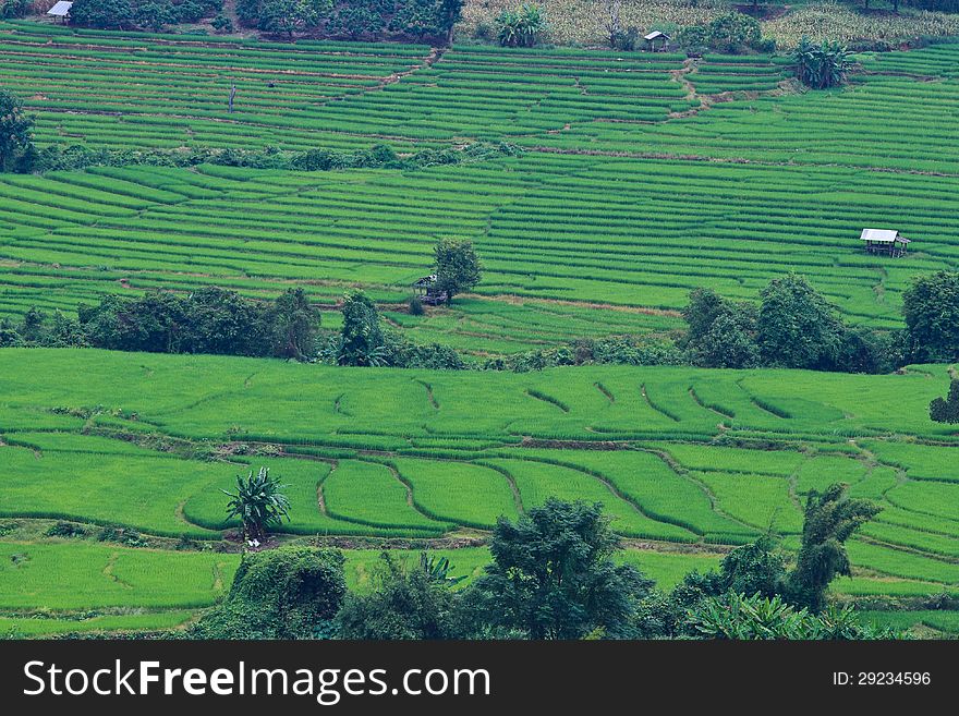 Terraced Rice Fields In Northern Thailand