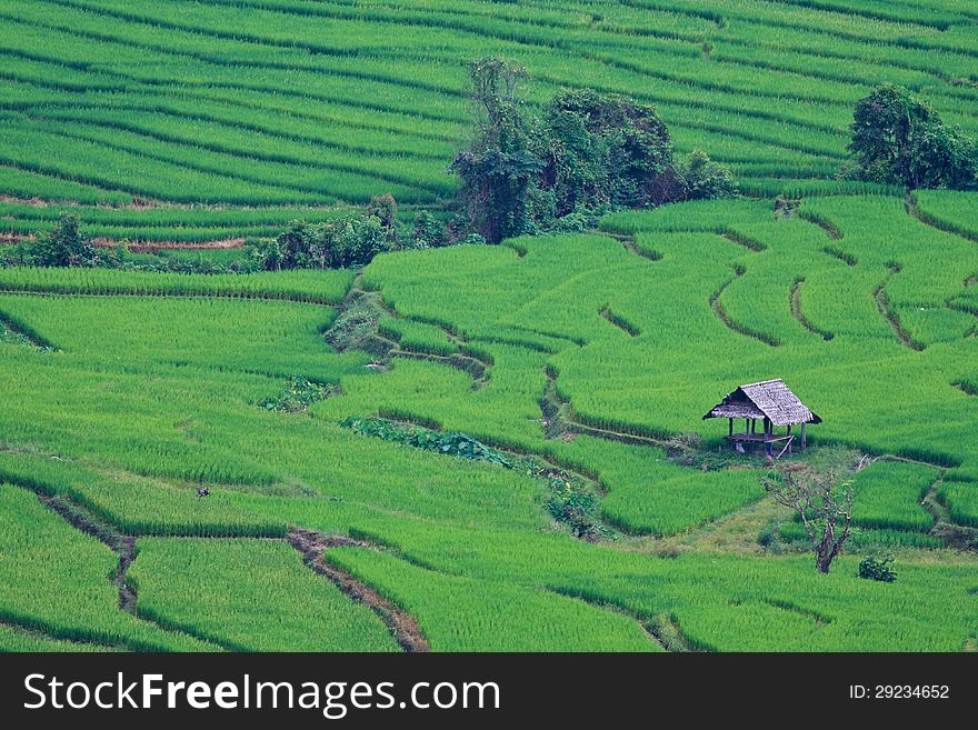 Beautiful rice terraces of northern Thailand. Beautiful rice terraces of northern Thailand.