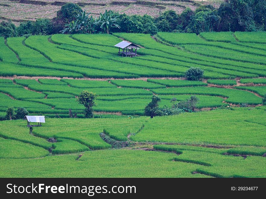 Terraced Rice Fields In Northern Thailand