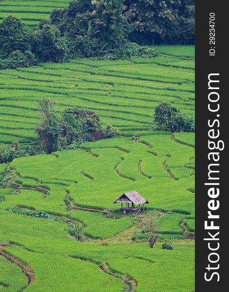 Terraced rice fields in northern Thailand