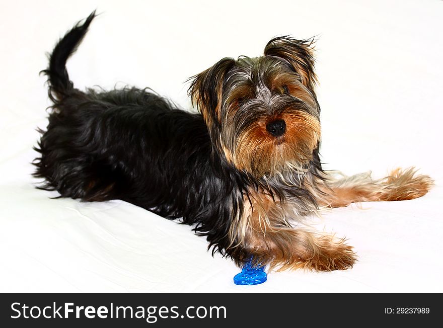 Yorkshire terrier looking at the camera in a head shot. Yorkshire terrier looking at the camera in a head shot