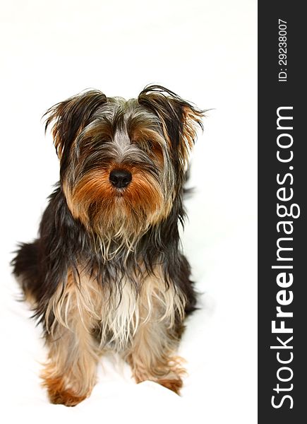 Yorkshire terrier looking at the camera on a white background. Yorkshire terrier looking at the camera on a white background