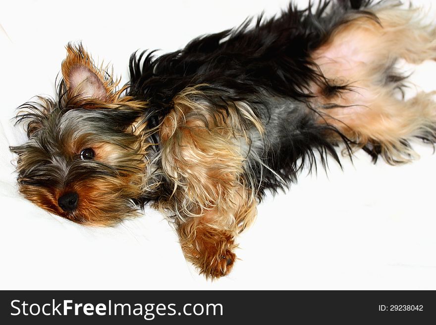 A dog ( Yorkshire terrier ) lie on hi's back waiting for hug