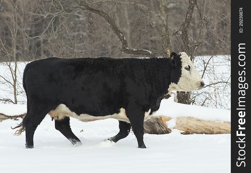 A beef cow in a pasture in the winter. A beef cow in a pasture in the winter