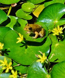 Little Frog Royalty Free Stock Photography