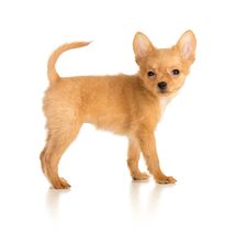 Toy Terrier Puppy Royalty Free Stock Images