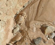 Horned Lizard On Lovell Wash Or Calleville Wash Or Anniversary Narrows Near Lake Mead, NV Royalty Free Stock Image Horned Lizard On Lovell Wash Or Calleville Wash Or Anniversary Narrows Near Lake Mead, NV Royalty Free Stock Image