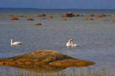 Three White Swans At The Seaside In Summer Royalty Free Stock Photography
