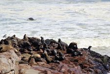 Colony Of Seals At Cape Cross Reserve, Atlantic Ocean Coast Stock Photo Colony Of Seals At Cape Cross Reserve, Atlantic Ocean Coast Stock Photo