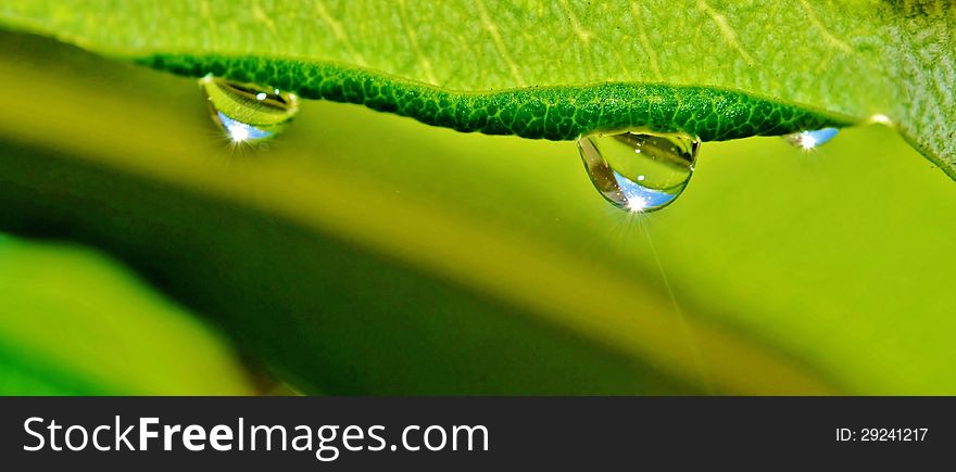 Close up of rain drops on leaft. Close up of rain drops on leaft