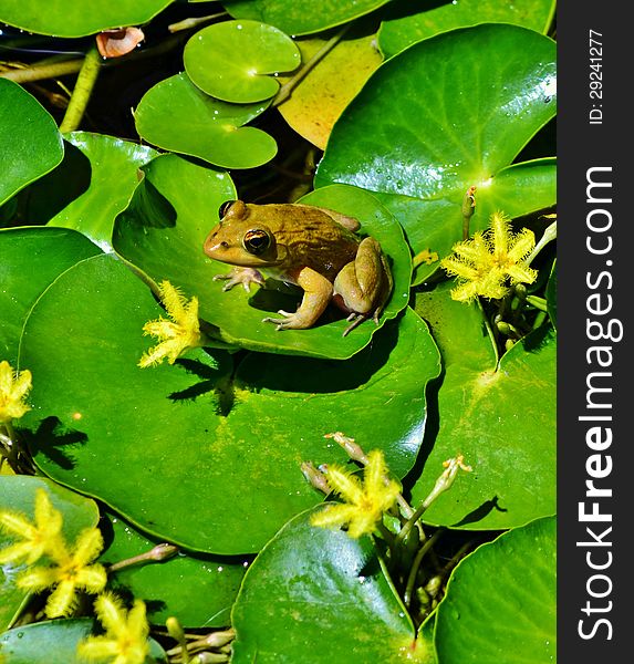 Little frog on water lily leafs at Kirstenbosch botanical garden Cape Town