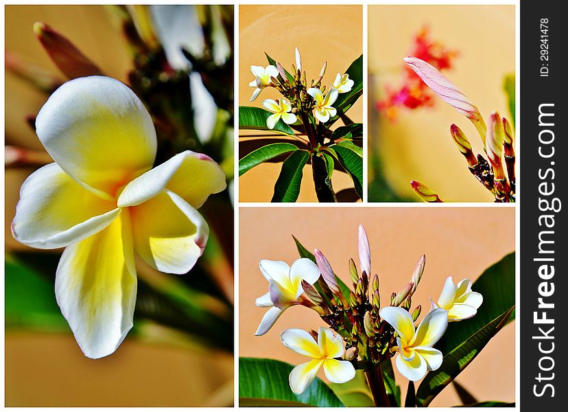 Collage of frangipani blossoms in sunlight