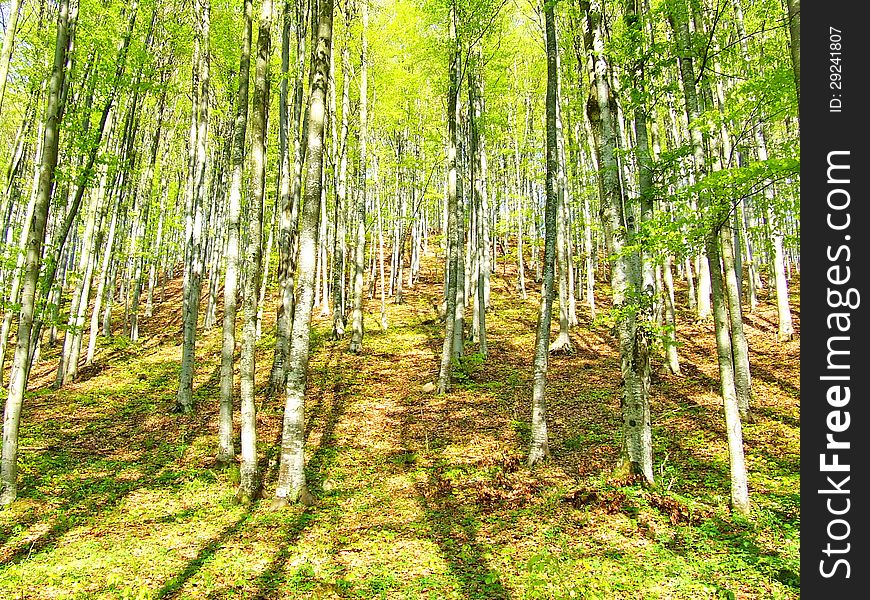 Trees forest and woods