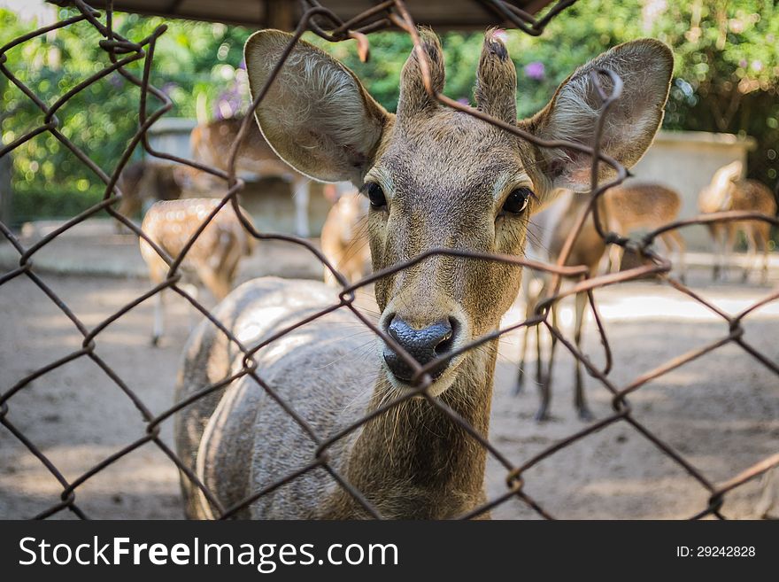 Many of deer are confine inside the metal cage. Many of deer are confine inside the metal cage