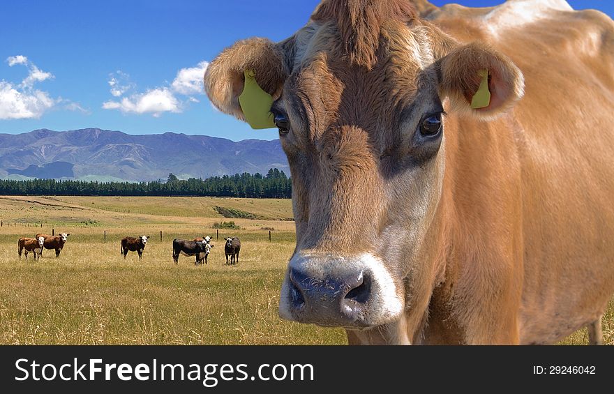 Herd of cows on the pasture. Herd of cows on the pasture