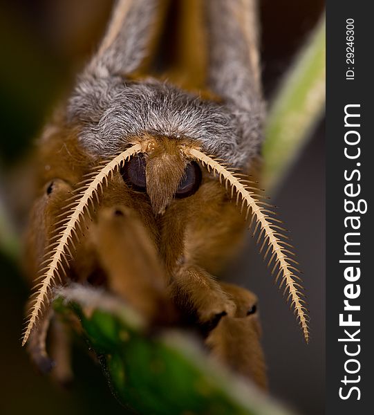 A close-up of a Polyphemus Moth (Antheraea polyphemus) in Ithaca, New York.